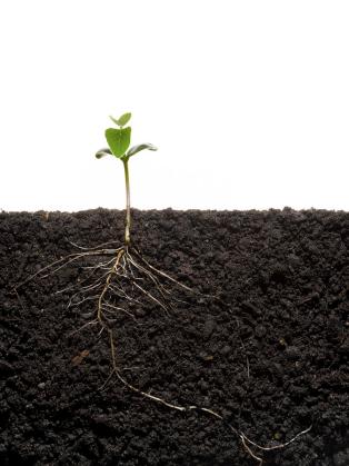 cross-section-of-soybean-seedling-mark-thiessen