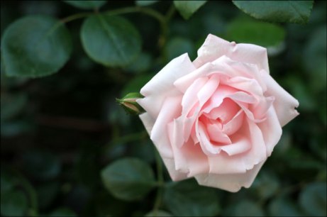 pale-pink-rose