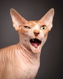 a47048dcf3ff87c566cbedb09a1979bb