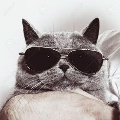 14978456-Funny-muzzle-of-gray-British-cat-in-sunglasses-closeup--Stock-Photo