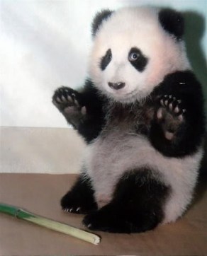 panda-handsup